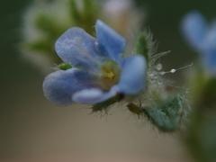 Lappula squarrosa