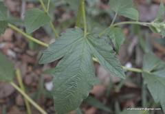 Sesamum indicum