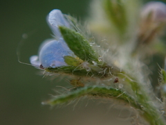 Lappula squarrosa