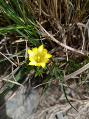 Gentiana itzershanensis