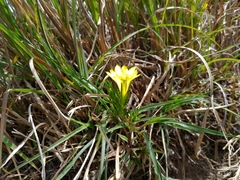 Gentiana itzershanensis