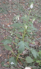 Sesamum indicum