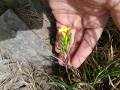 Gentiana itzershanensis