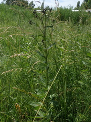 Cirsium arvense