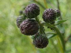 Cirsium arvense