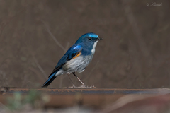 Tarsiger rufilatus