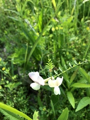 Tephrosia onobrychoides