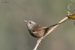 Prinia sylvatica