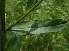 Cirsium arvense