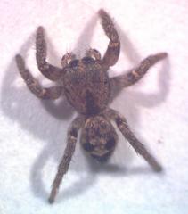Salticidae