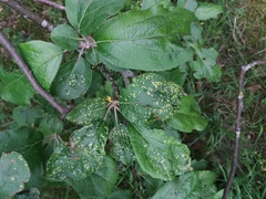 Eriophyes mali