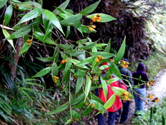 Elleanthus aurantiacus image
