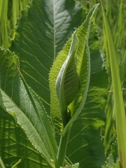 Inula helenium