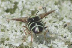 Stratiomys badia