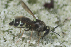 Stratiomys badia