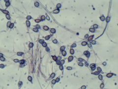 Scytinostroma artocreas