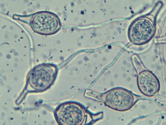 Scytinostroma artocreas