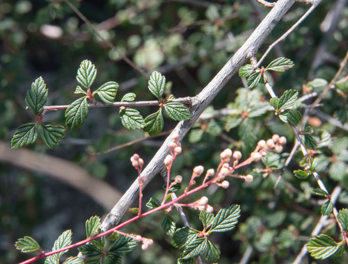 Holodiscus discolor