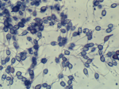 Scytinostroma artocreas