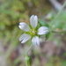 Nodding Chickweed - Photo (c) Colin Chapman-Lam, some rights reserved (CC BY-NC), uploaded by Colin Chapman-Lam