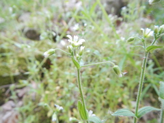Cerastium nutans