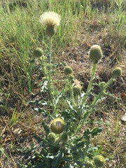 Cirsium canescens