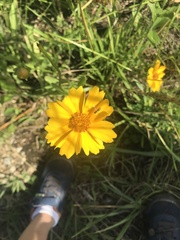 Coreopsis palmata