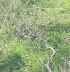 Dicrurus macrocercus