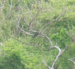 Dicrurus macrocercus