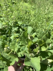 Arctium tomentosum