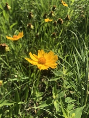 Coreopsis palmata