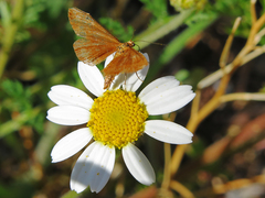Anthometra plumularia