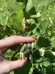 Arctium tomentosum