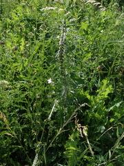 Leonurus glaucescens