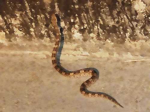 Photo of a Manabi Hognose Pitviper (Porthidium arcosae)