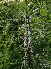 Leonurus glaucescens