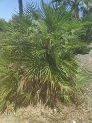 Chamaerops humilis