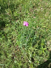 Dianthus chinensis