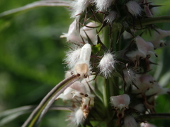 Leonurus glaucescens
