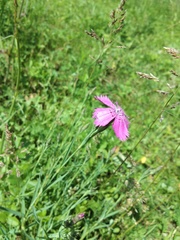 Dianthus chinensis