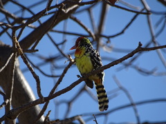 Trachyphonus erythrocephalus