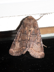 Protorthodes oviduca