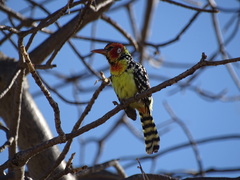 Trachyphonus erythrocephalus