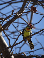 Trachyphonus erythrocephalus