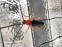 Phymatodes testaceus