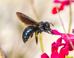 Xylocopa californica arizonensis