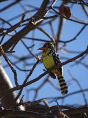 Trachyphonus erythrocephalus