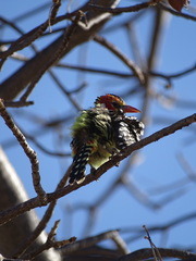 Trachyphonus erythrocephalus