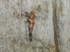 Anomologinae