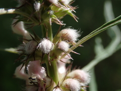Leonurus glaucescens